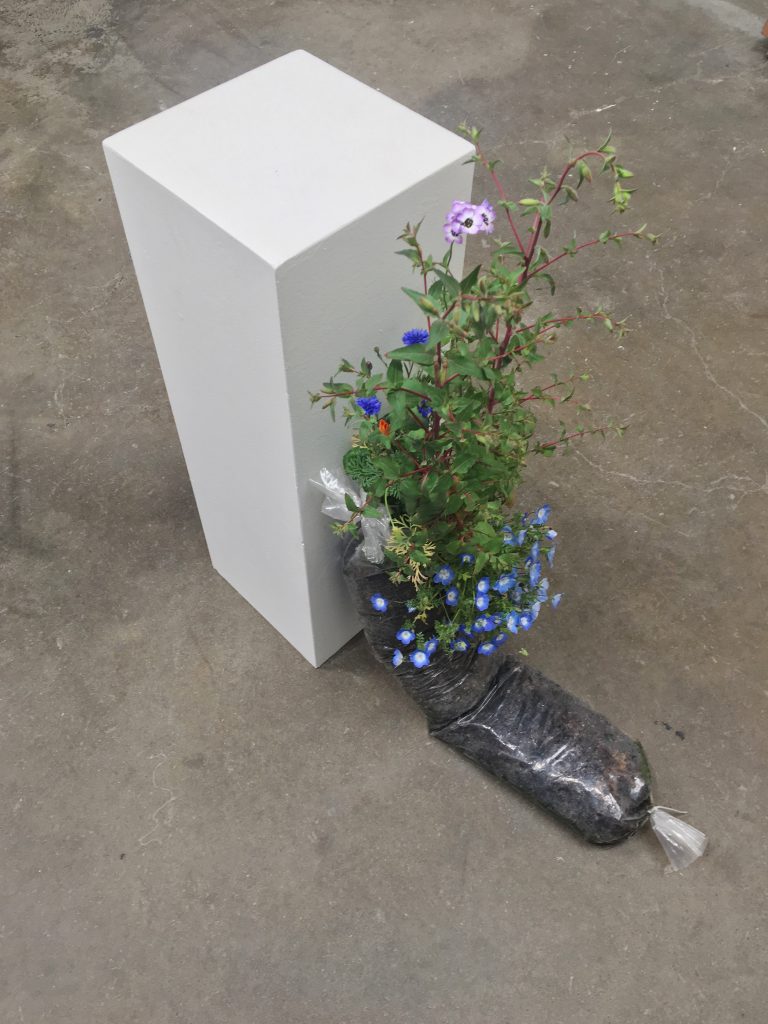 Alicia Escott (California), Collaborations with Wildflower Seeds: Metabolic Rifts and Domestic interiors, 2020, found plastic, soil, wildflower seeds, water, life force, NFS