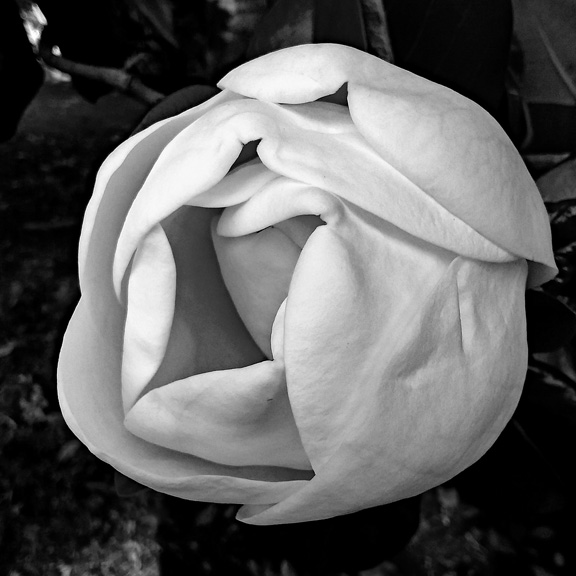 Carolyn McLeod, "White Bud", Photograph on 12" x 12" wrap canvas, $150. I often walk by a Magnolia tree in my neighborhood and stop to take photos. I am intrigued by how sculptural Magnolia blossoms are. This particularly bud is particularly so and seems to mysteriously float in space as if from another world.