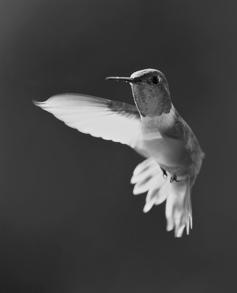 Allen Dixon (Chico, Ca),	"Magical Hummer", digital photo, NFS.		I have a deck with a beautiful view. There is a humming bird feeder with a continual flying circus. How better to spend my time than taking pictures of the beautiful acrobatic clientele. It offers a temporary escape from the daily barrage of bad news.