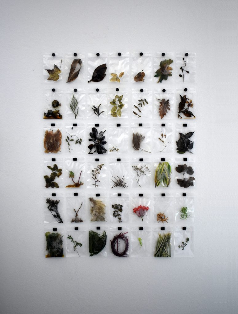 Sarabel Santos-Negrón	(Bayamón, Puerto Rico),	"Ordenamiento Silvestre " (Wild Ordering: Going and Return), 42 different photographs of wild plants, 17.83” height x 14.06”, $200., An ongoing project for the arrangement and daily documentation of wild plants that I randomly select and isolate as an exercise of meditation and reflection in response to social distancing for the COVID-19 pandemic. 
 
 With this I seek to make a catalogue and a calendar of leaves, with which I keep memory of the pass of time, the fragility of life and the change of an organism when it is separated from its natural state. 
