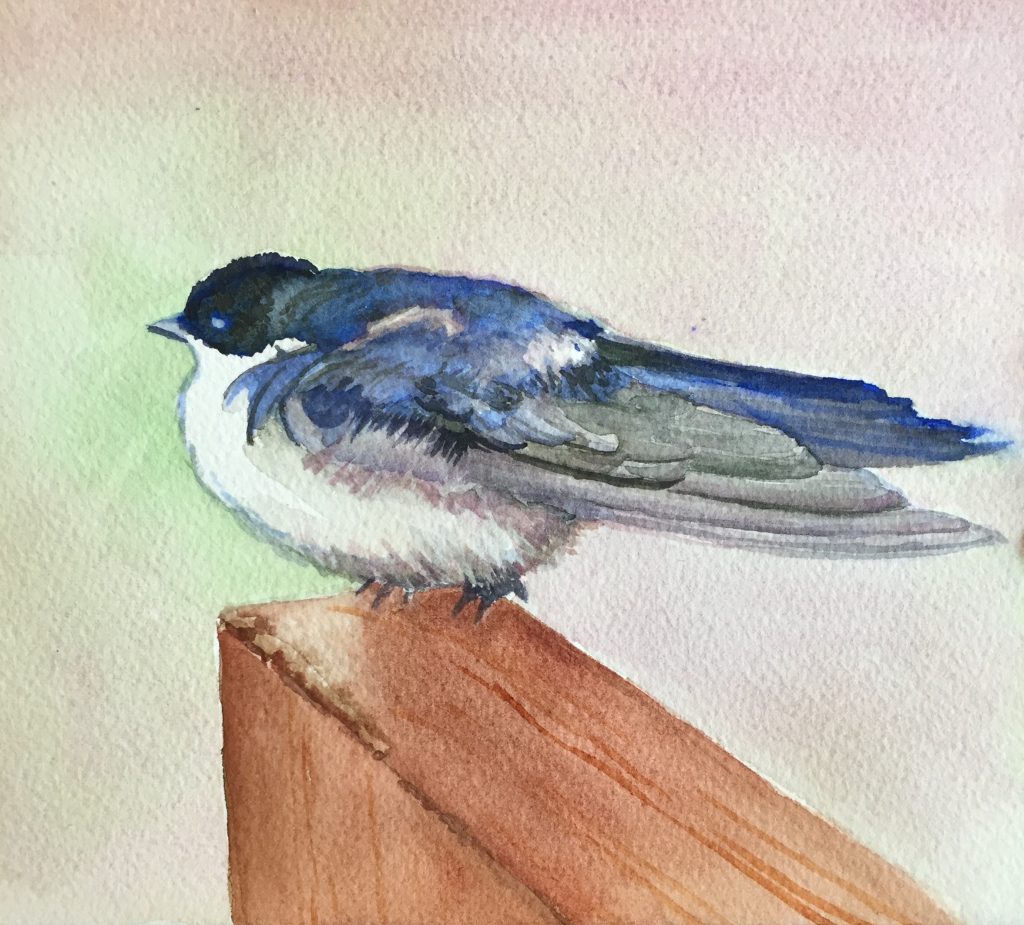 Carol Prebil Miles, Idaho Tree Swallow, 2019, watercolor, 8” x 7”, $165, Framed