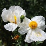 Carolyn McLeod (California), Coulter's Matilija Poppies, 2020,  Photograph on wrap canvas, 12 x 16 inches, $150